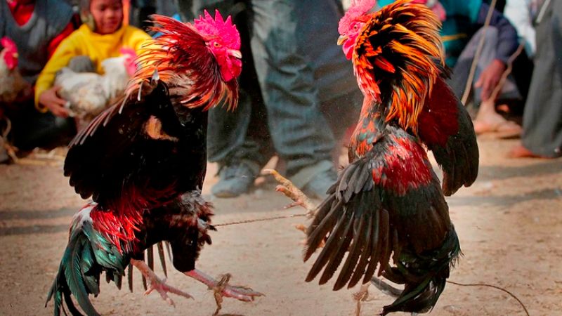 Recognizing through crowing